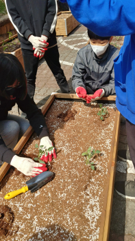 학교텃밭3.jpg